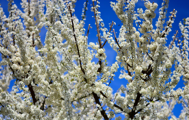 在蓝天的映衬下，春天树上的白花图片下载