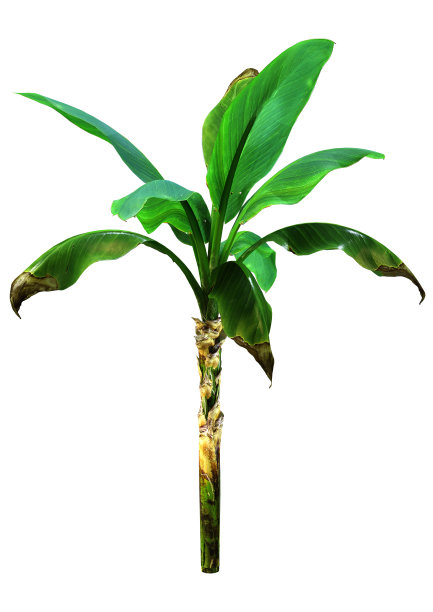 香蕉树在白色的3D渲染图片下载