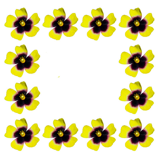 花卉艺术与空图案，特写宏观细节的背景和设计图片下载