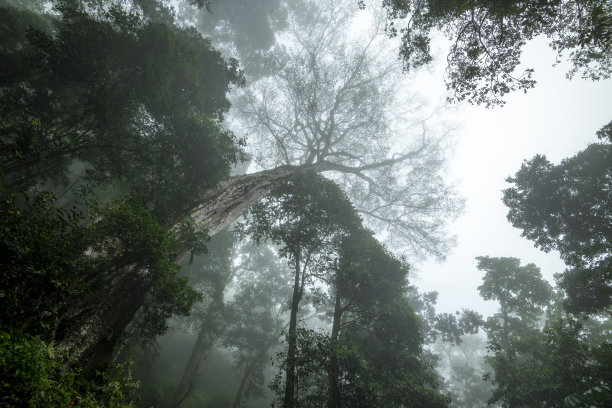 热带密云森林覆盖在雾，中美洲-库存照片图片下载
