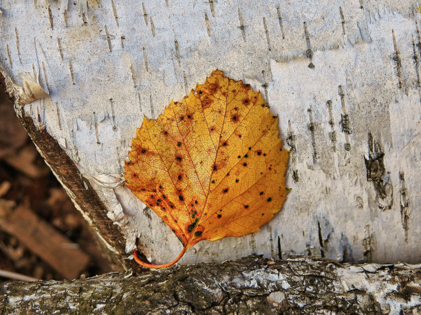 一片桦树叶子图片下载