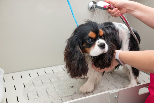 骑士查尔斯国王猎犬用洗发水洗澡的画像。狗狗在动物美容沙龙洗泡泡浴。图片下载