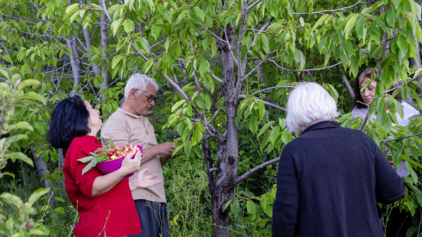 朋友们采摘樱桃的抓拍照片图片下载