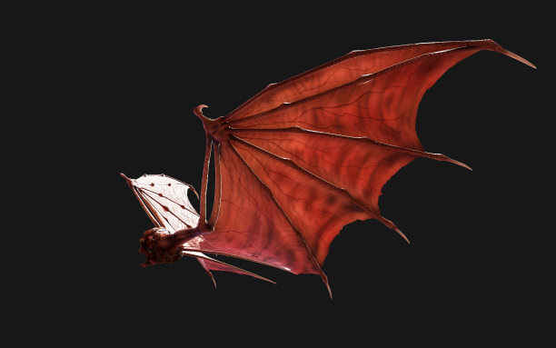 红色飞狐的翅膀孤立在黑色背景上。幻想的动物。图片下载