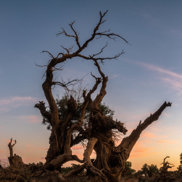 新疆胡杨林的日落图片下载