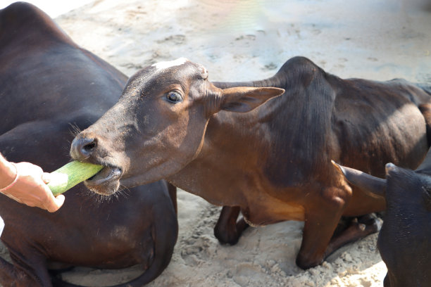 印度果阿邦帕洛勒姆海滩，一名无法辨认的游客用手给跪在沙滩上的棕色印度圣牛喂黄瓜的特写照片，三只动物躺着，聚焦在前景上图片下载