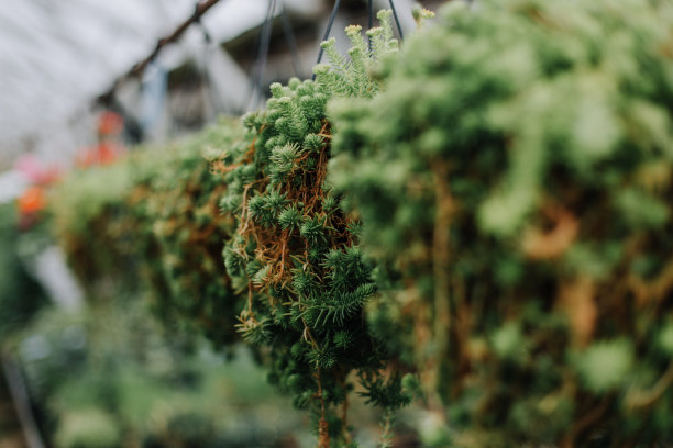 在花店的花盆里有许多不同的植物。花园中心和批发供应商的概念。绿色背景。很多树叶。图片下载