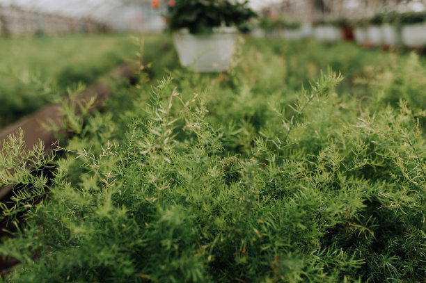 在花店的花盆里有许多不同的植物。花园中心和批发供应商的概念。绿色背景。很多树叶。图片下载
