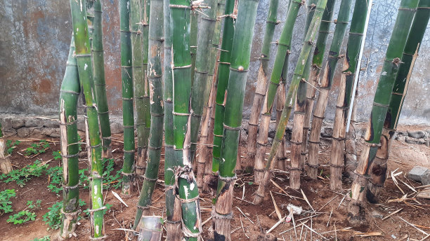 埋在地下的竹子的根部。图片下载