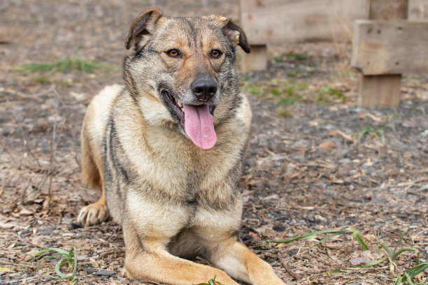 一只狗和主人一起散步。一只狗在训练场上的照片。一只狗在训练场上和它的主人玩耍。一个男人和他的狗之间的关系。图片下载