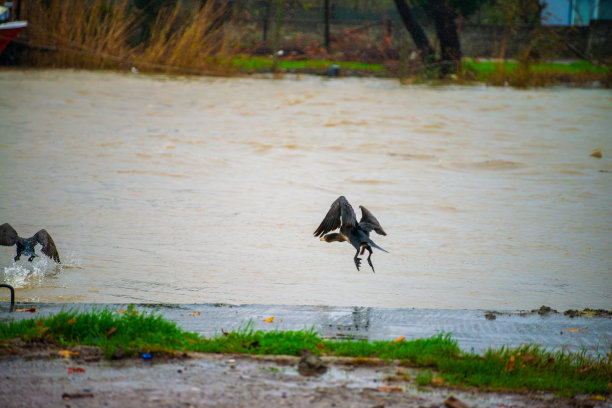 空中交响曲:鸬鹚渡河图片下载
