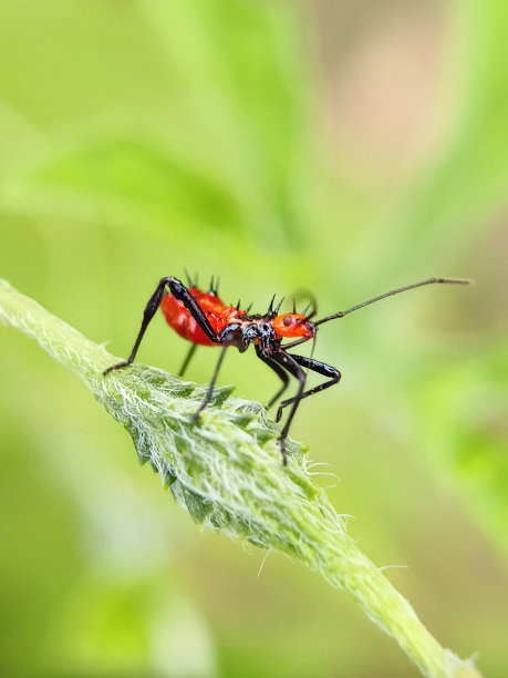 花园里一片绿叶上一只红虫子的散焦照片图片下载