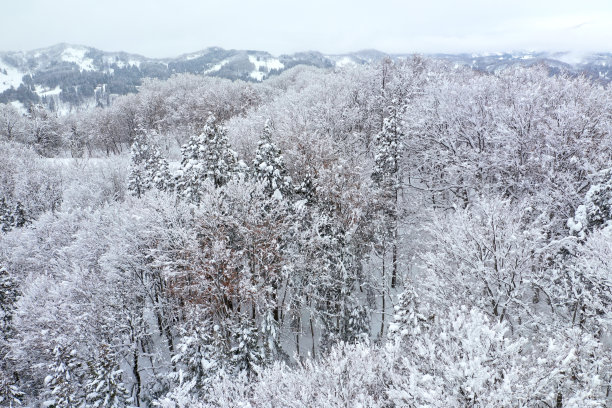 无人机拍摄的照片:白雪覆盖的雪山上的雪松树图片下载