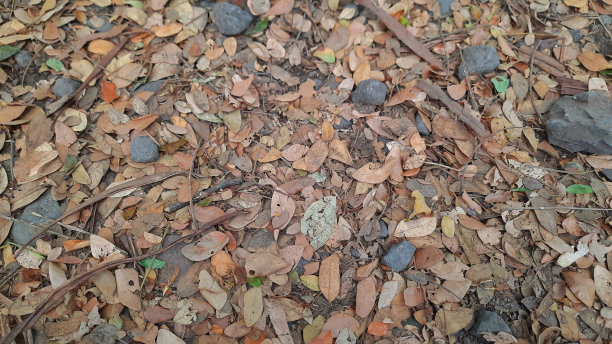 干树叶与树枝和岩石的近距离照片在一个框架。背景。风景。壁纸图片下载