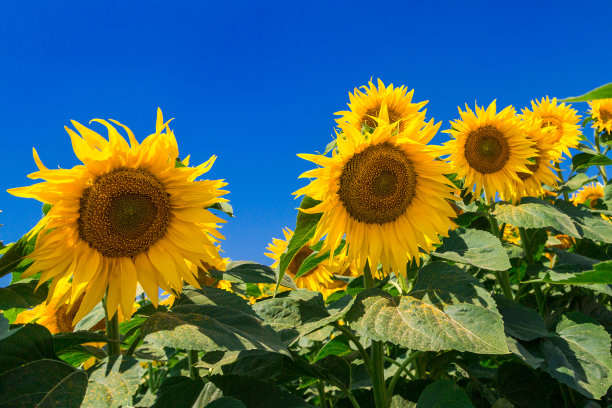 黄灿灿的向日葵映着布满云彩的天空。向日葵。黄金日落。向日葵特写镜头。农业产业。耕地照片。花图片图片下载