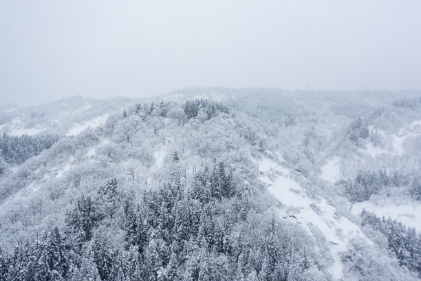 无人机拍摄的照片:白雪覆盖的雪山上的雪松树图片下载