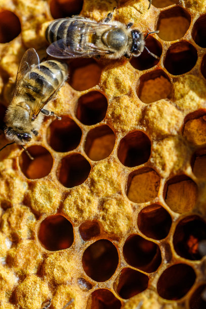 在蜂巢上工作的蜜蜂的微距照片。美丽的蜂巢和蜜蜂特写。蜜蜂的蜜房。养蜂和蜂蜜生产形象。图片下载
