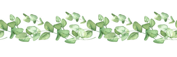 绿色桉树边界。绿色框架质朴的背景。横幅或婚礼邀请的水平模板。图片下载