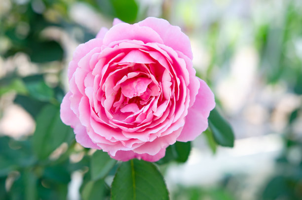 粉红色玫瑰花背景插画爱美丽浪漫的花瓣花园花束粉红色玫瑰花背景图片下载