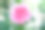 粉红色玫瑰花背景插画爱美丽浪漫的花瓣花园花束粉红色玫瑰花背景图片下载