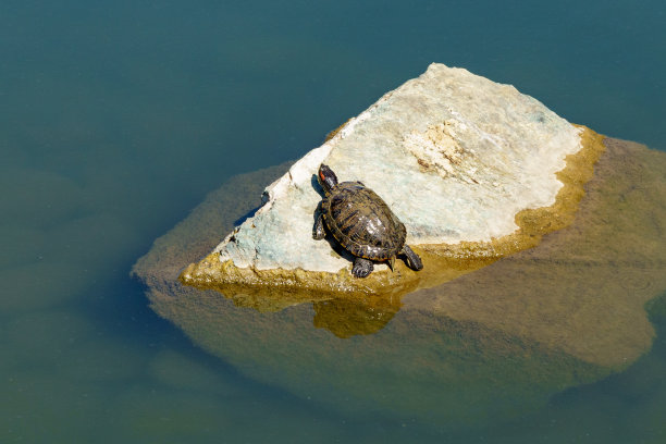 日本花园大池中的半水栖龟。克拉斯诺达尔公共景观公园或加利茨基公园，俄罗斯。图片下载