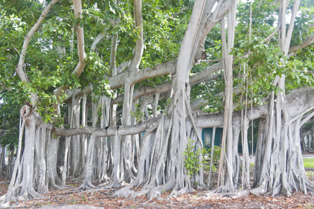 巨大榕树的根网图片下载