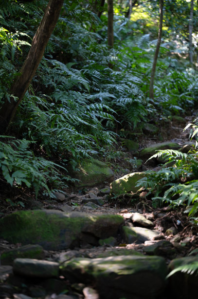 可爱的小径上有岩石和蕨类植物，阳光轻轻地穿过树叶，聚焦在照片的中间，台湾基隆市。图片下载