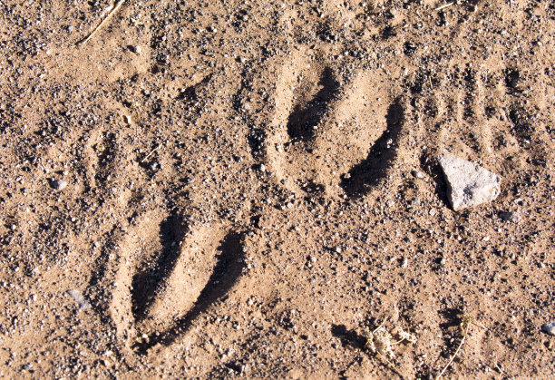 野生动物脚印的近距离照片图片下载