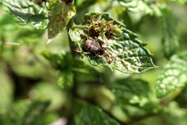 沟球蜘蛛(Larinioides cornutus)在叶子上等待猎物(图片来源:Sanjiv Shukla)图片下载