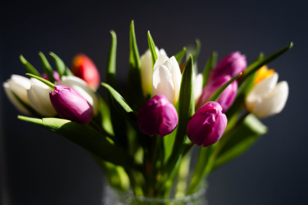 五颜六色的郁金香图片下载