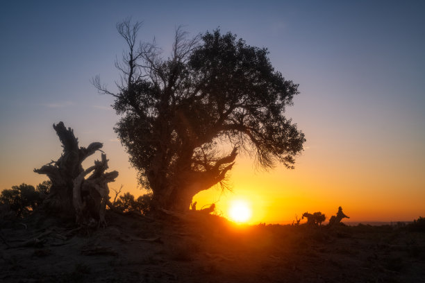 6000年的胡杨和日出图片下载