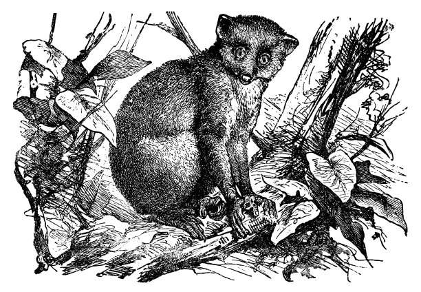 Calabar Angwantibo (Calabarensis) - 19世纪图片下载