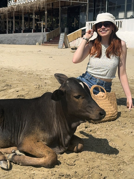 特写照片中，迷人的红发女游客穿着夏日上装、牛仔短裤、斗式太阳帽和太阳镜、海草包等休闲服装，坐在沙滩上，旁边是印度圣牛犊、躺在沙滩上的小母牛，这是前景的焦点图片下载