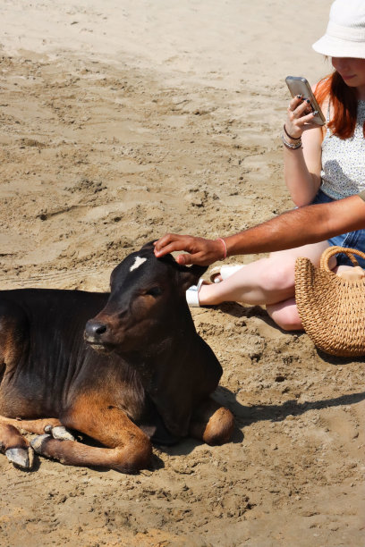 游客穿着休闲服的特写照片，迷人的红发女子坐在海滩上拍摄印度神圣的小牛，一个无法辨认的蹲伏者抚摸着它，年轻的牛躺在沙滩上，焦点在前景图片下载