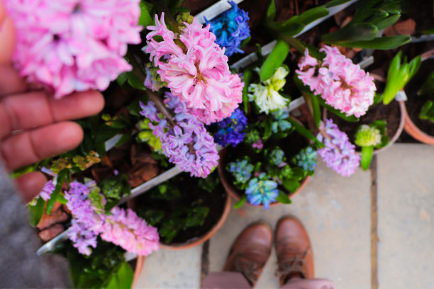 花店。花盆里不同颜色的风信子。人类的手。背景中的靴子图片下载