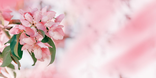 美丽的苹果树枝在阳光下，春暖花开粉红色的花朵在模糊的背景上，宽横幅与复制空间。唯美的自然风光照片，近距离拍摄日光下的鲜花图片下载