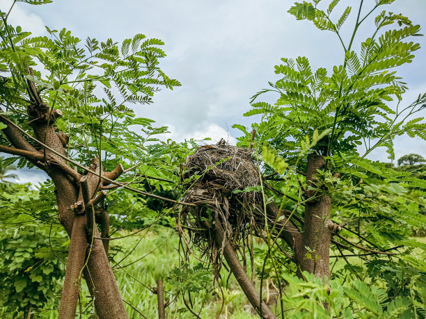 麻雀在树枝上筑巢图片下载