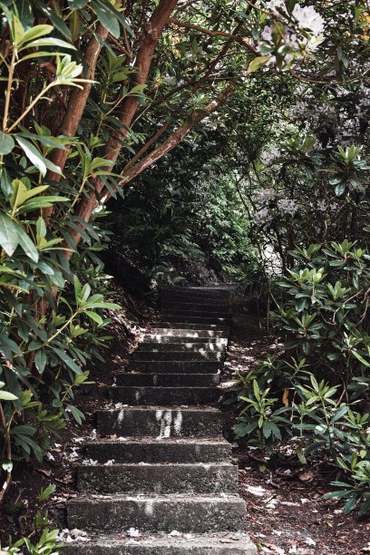 照片中的楼梯在公园或森林图片下载