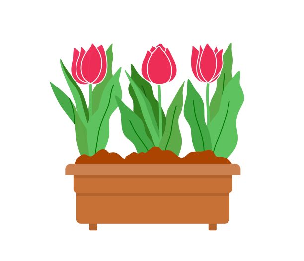 花坛与盛开的粉红色郁金香在花园花盆与土壤。图片下载