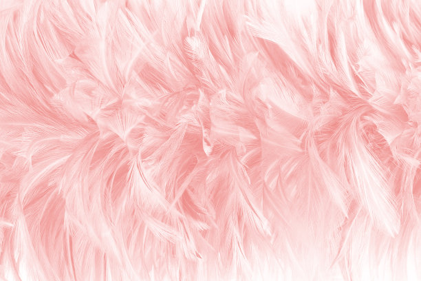 美丽柔软的粉红色羽毛图案纹理背景图片下载
