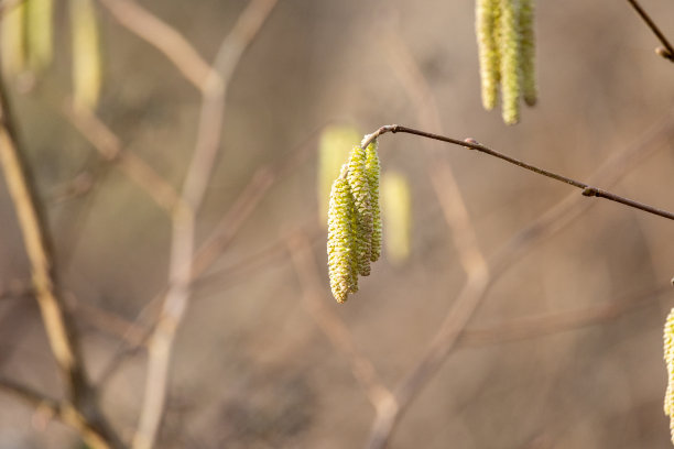 春天树上的榛子絮特写图片下载