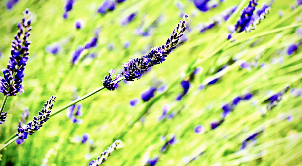 摘采前的新鲜薰衣草系列的一部分图片下载