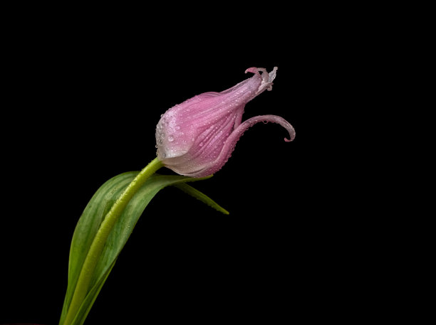 在黑色的背景上，粉色精致的郁金香的茎和花瓣上的露珠。审美照片，复制空间。图片下载
