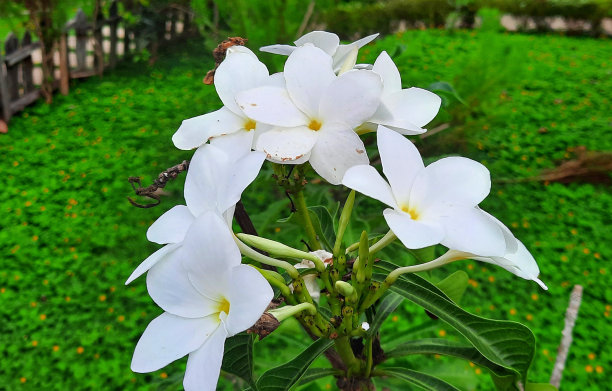 鸡蛋花或新娘鸡蛋花。鸡蛋花属的一种，原产于巴拿马、哥伦比亚和委内瑞拉。这些丰富的花朵有眼镜罩状的叶子，花朵是白色的。图片下载
