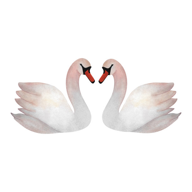 水彩画白天鹅夫妇爱可爱为婚礼请柬2024标志海报图片下载
