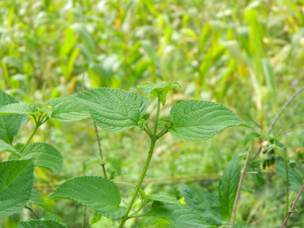 热带植物叶子的特写照片图片下载