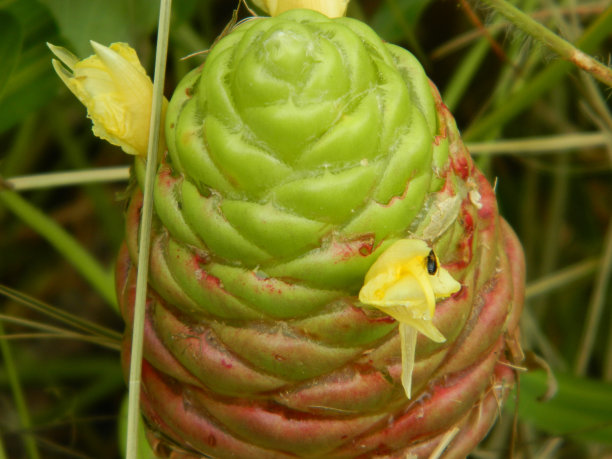 热带植物叶子的特写照片图片下载