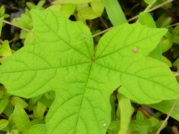 热带植物叶子的特写照片图片下载
