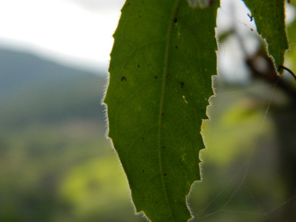 热带植物叶子的特写照片图片下载