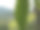 热带植物叶子的特写照片图片下载